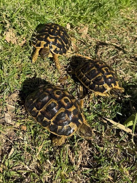 tortue de terre 50 34000 Montpellier