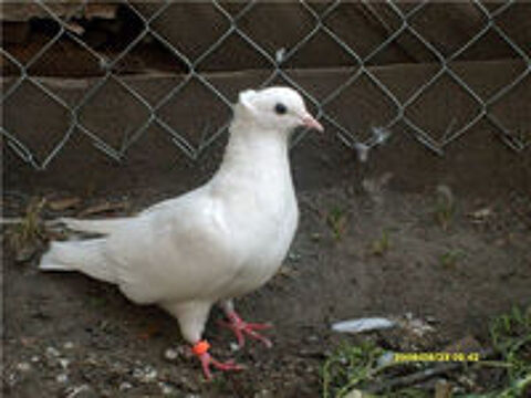   Pigeons Perdus  