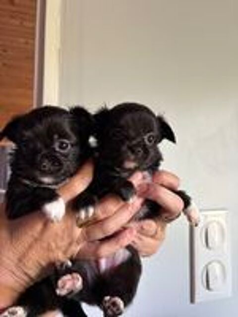   chihuahua 