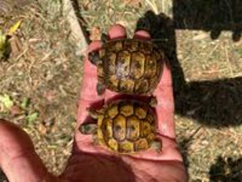   Tortues juvéniles  