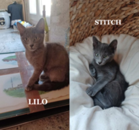   Stitch & Lilo en double adoption 