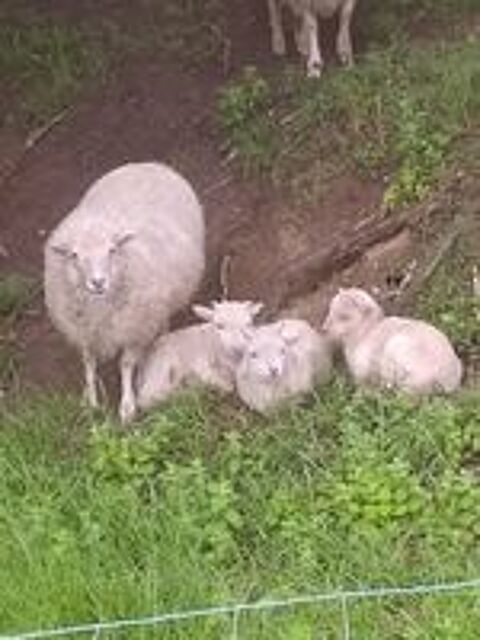   3 Moutons d'Ouessant - Tondeuses écologiques (mà ¢les) 