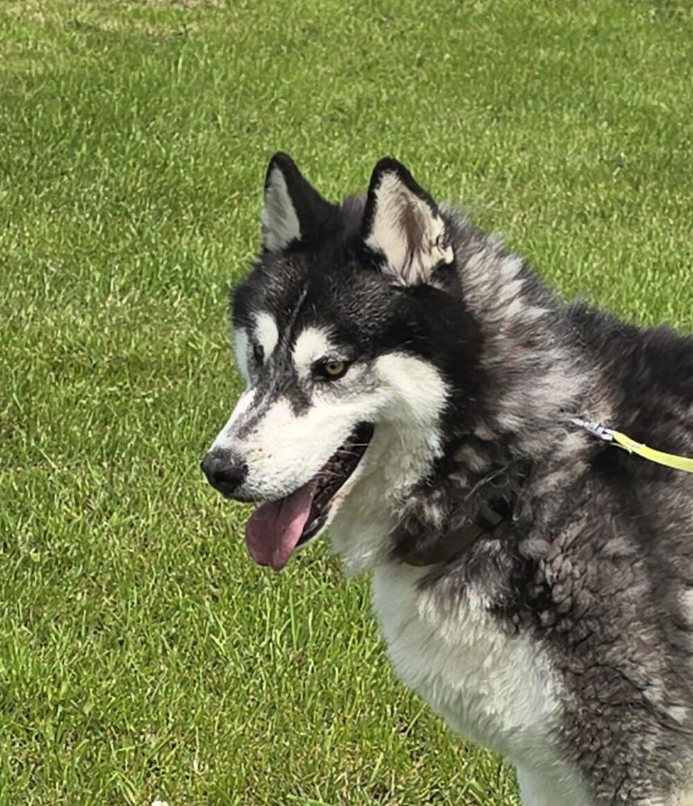   BOJKA husky 4 ans 