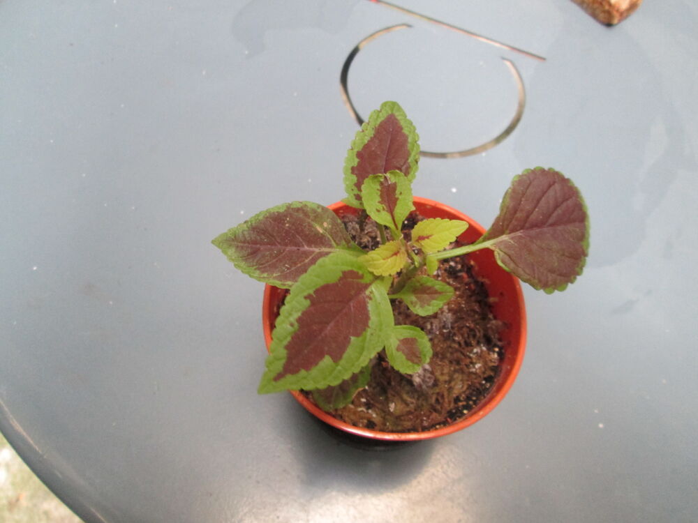 boutures de Coleus
Jardin