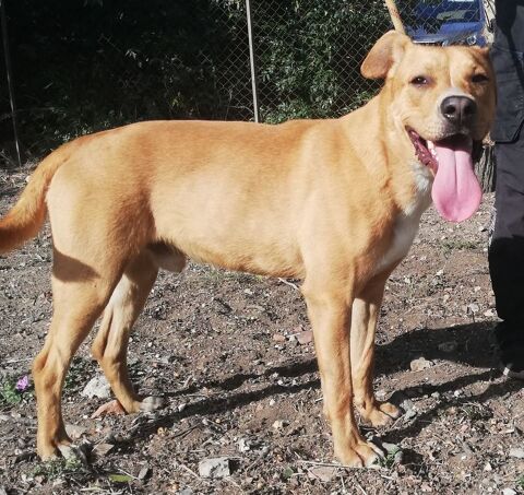 AGARIC, croisé labrador 1 an 200 34500 Bziers