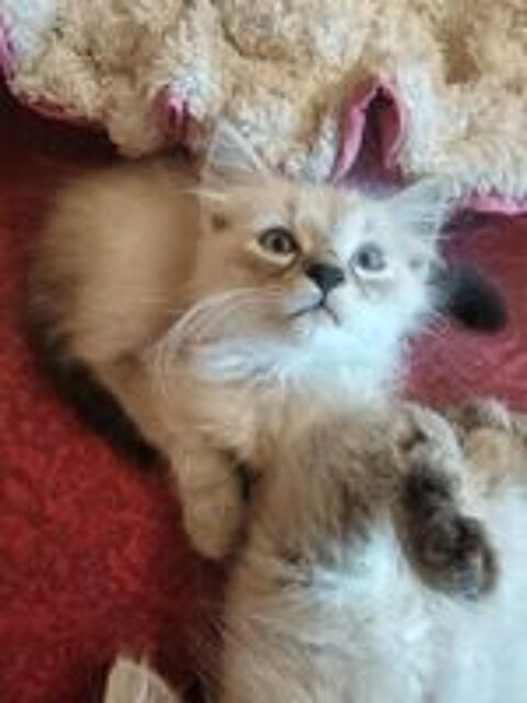   Chatons Sibériens LOOF ? Réservations ouvertes 