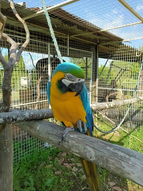 Couple ara ararauna 1800 32120 Saint-antonin