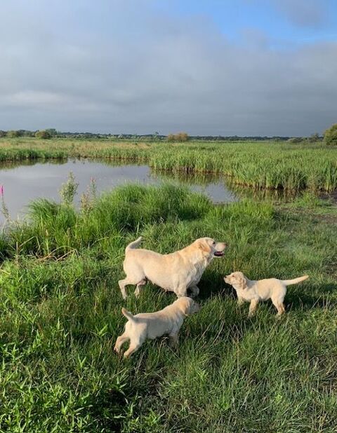 1 M&Acirc;LE LABRADOR SABLE LOF 1300 44680 Saint-mars-de-coutais