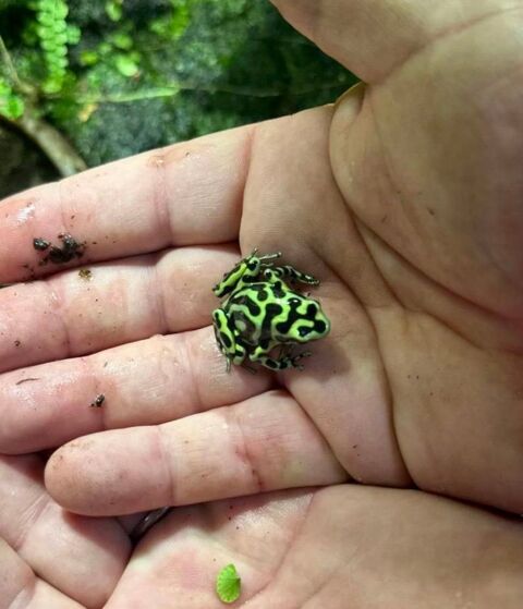 4 dendrobates auratus colombian yellow et terrarium 91460 Marcoussis