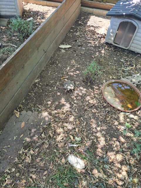 Tortue de terre 100 74140 Douvaine