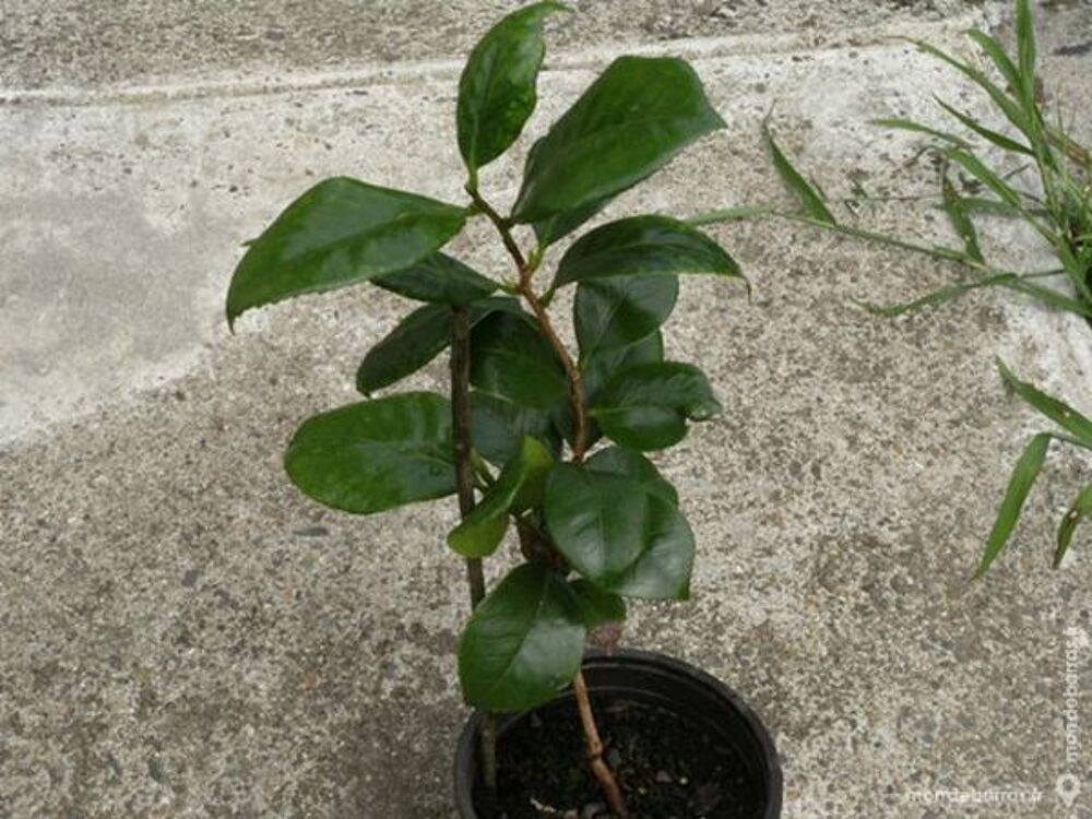 CAMELIAS Jardin