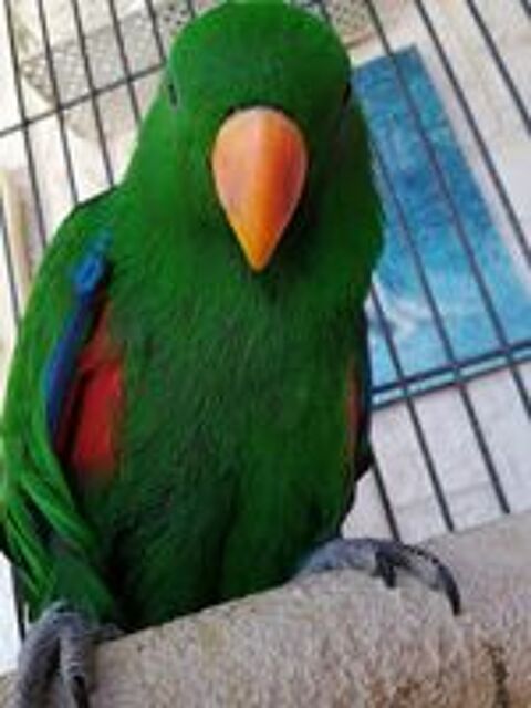   Perroquet Eclectus 