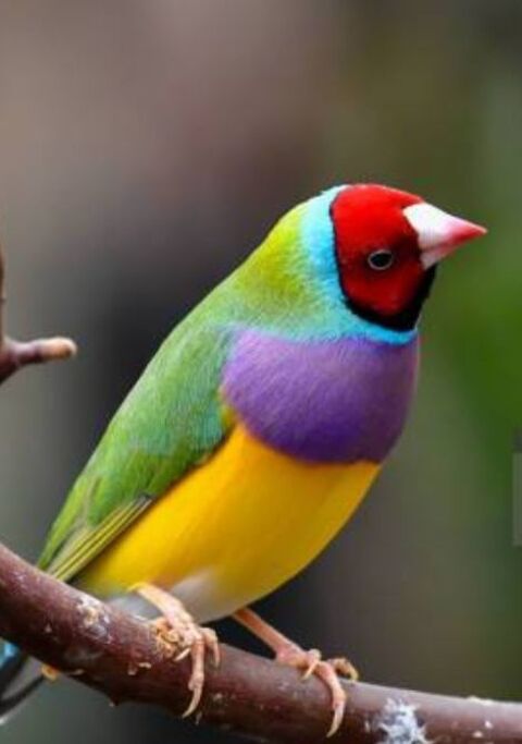 Diamant de gould / kittliz/ pape de noumea /chanteur de cuba 35 17000 La rochelle