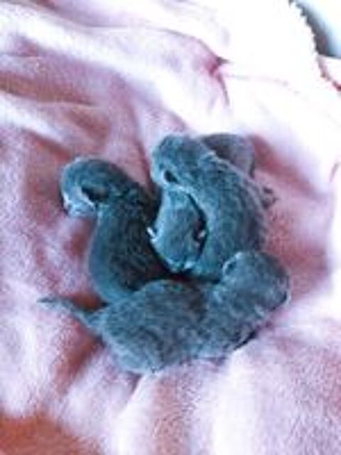   Chatons British Shorthair LOOF 