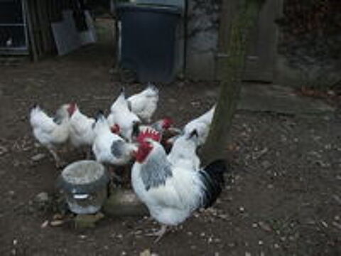   Oeufs fconds Sussex Blanche Hermine  pattes blanches 