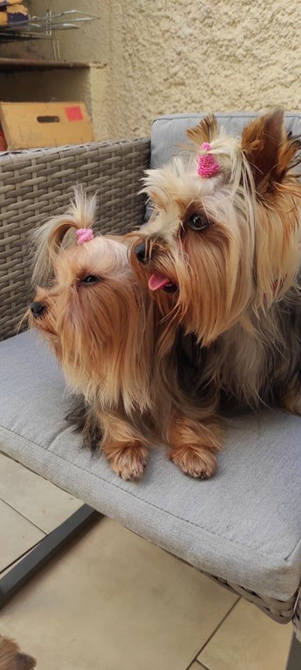   Yorkshire mini male 