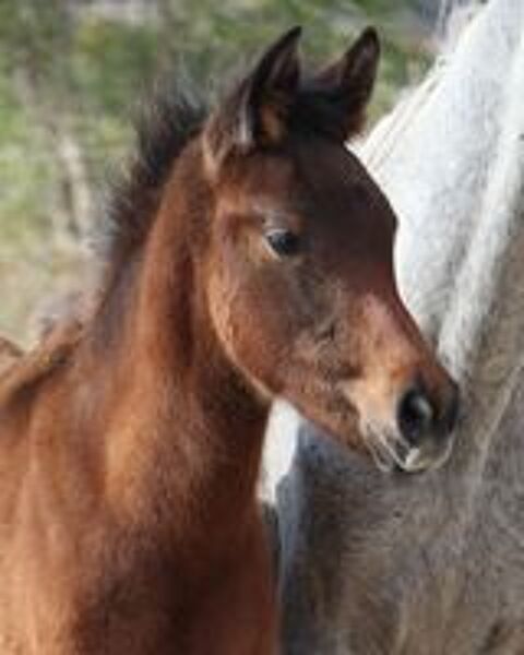   HAZYM AL RIUS, un magnifique poulain PSAR 