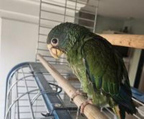   Perroquet Pionus femelle 