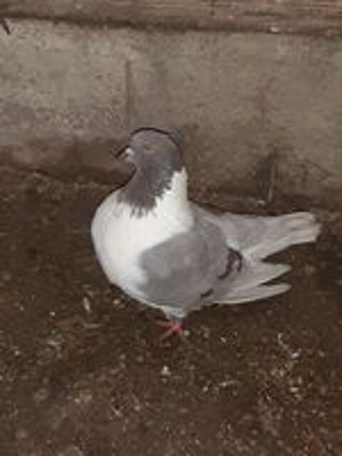   pigeons strasser + pigeons paon indien+tourterelles 
