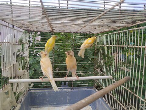 Canaris 15 81370 Saint-sulpice