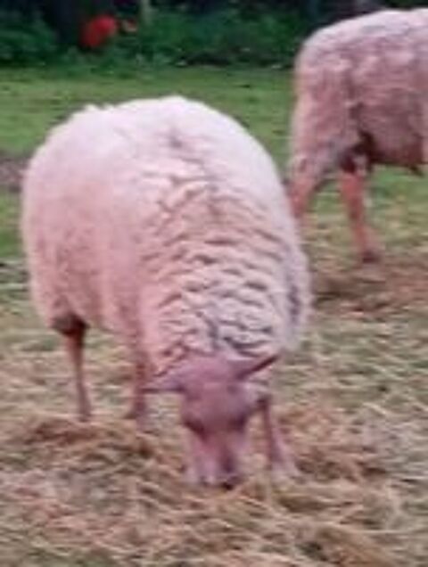   1 agneau mâle rouge de l'ouest de 15 mois  