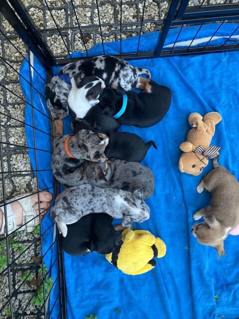 A r&eacute;server chiots chihuahua 780 46130 Bretenoux