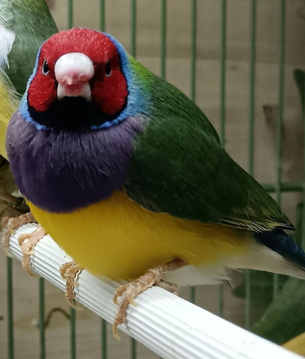   different couple de diamand de gould , 