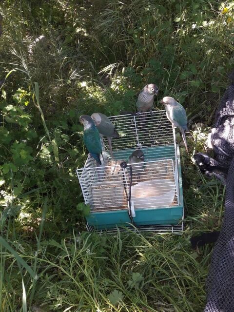 5 pyrrhura bleu de  2025 240 66460 Maury