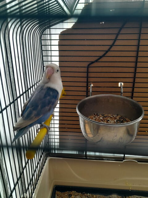 Perruche Inseparable male 30 62100 Calais