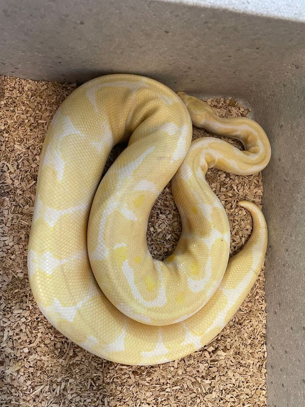   Python regius albinos femelle  
