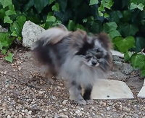   Petit couple spitz nain 