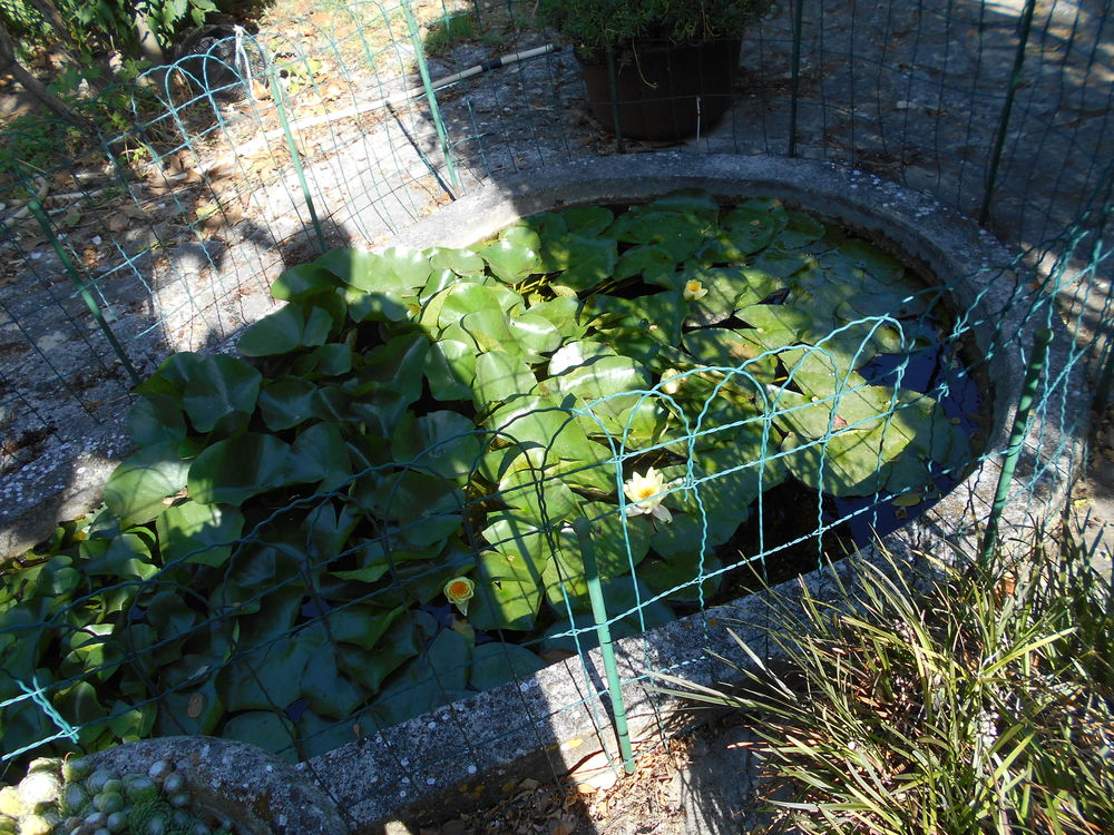 n&eacute;nuphar Jardin