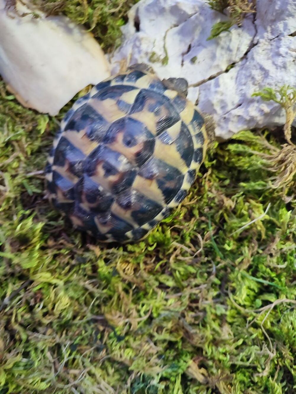   Tortues de terre  