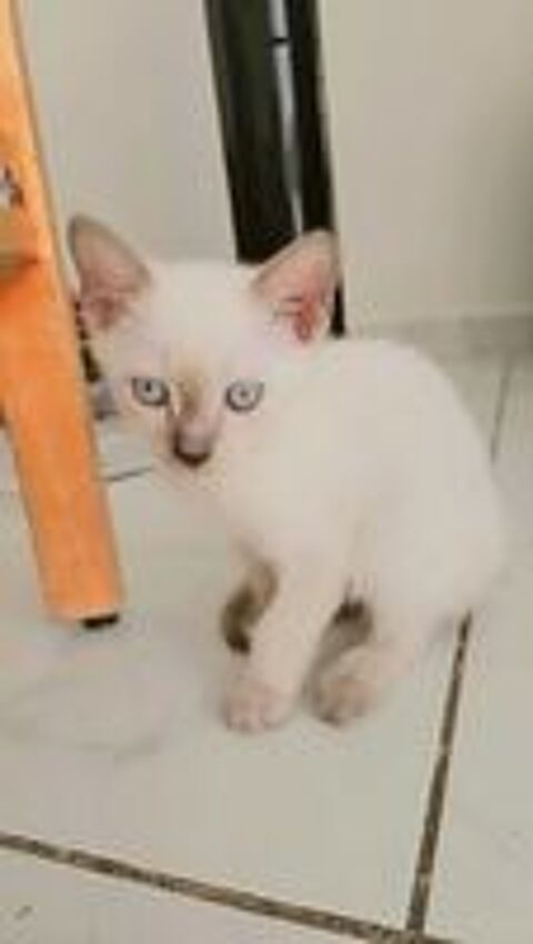   chaton siamoi femelle 