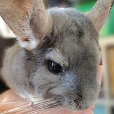   BICHETTE 