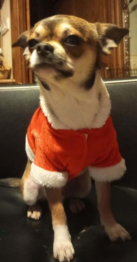 Magnifique petit M&acirc;le Chihuahua LOF 1100 89160 Ancy-le-franc