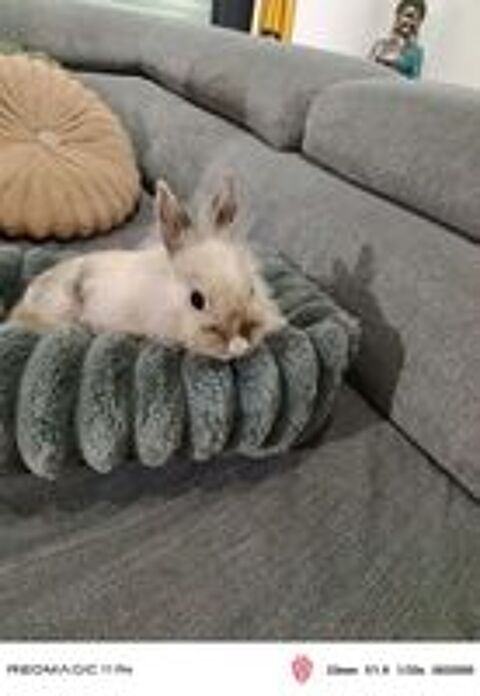   Lapine Lionhead ? Cherche une famille aimante 
