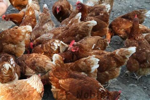 Excellentes jeunes poules pondeuses Isa Brown, grain-paille 8 31270 Villeneuve-tolosane
