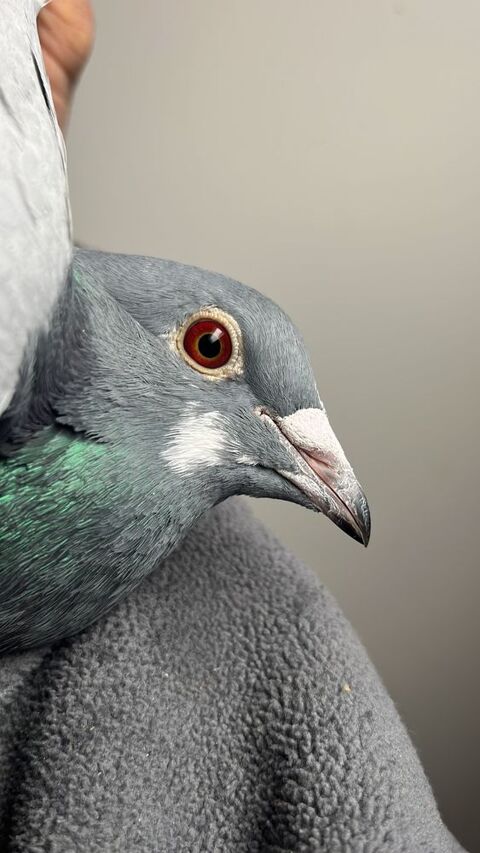 Pigeon voyageur 30 41350 Saint-claude-de-diray