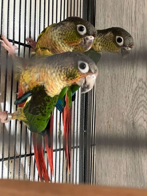 Pyrrhura Molina ou Conure de Molina femelle 95 49500 Marans