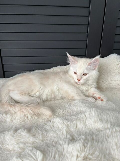 Chatons Maine Coon femelles ? Red Silver Shaded 1800 95130 Le plessis-bouchard