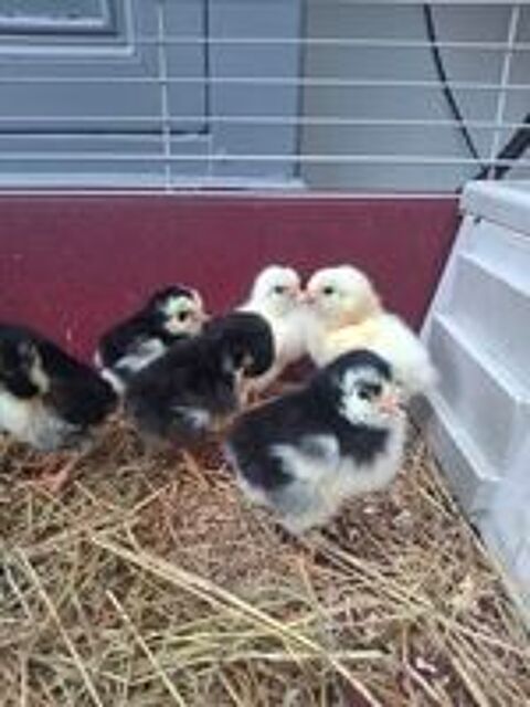   poussins 