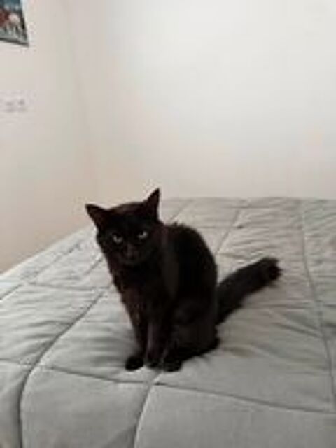   Chat NORD à l adoption 