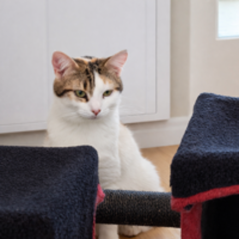 CORNELIA CHATONNE TRICOLORE 9 MOIS 1/2 195 92260 Fontenay-aux-roses