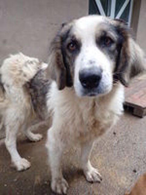   Baïkal à l'adoption 