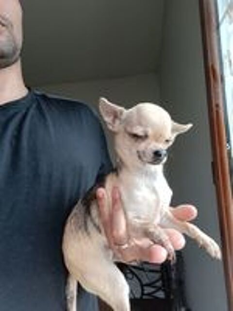   Chihuahua mini 