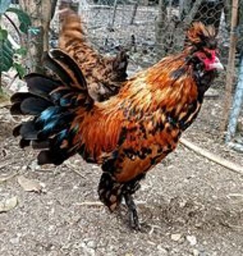   Oeufs fécondés Pavlov doré  
