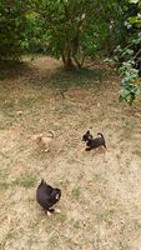   Mini chiots chihuahuas LOFS  