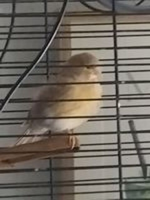   Cage et oiseau  