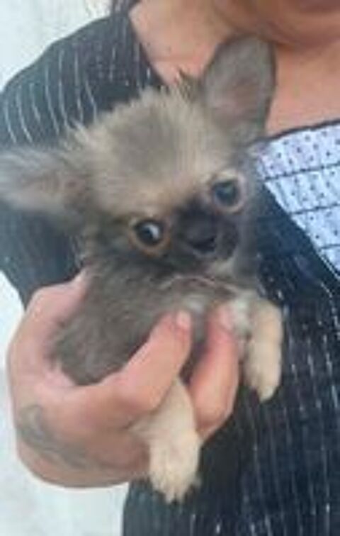   Superbes Chiots Chihuahua mâles et femelles 